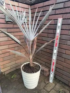 2026年最新】ビスマルキアの人気アイテム - メルカリ