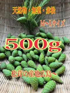 ☆季節限定☆軽井沢産赤松青ぼっくりL～LLサイズ500g松ぼっくりレシピ