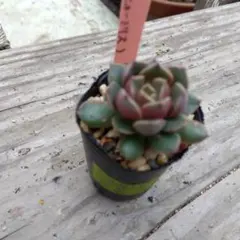 miyaさん✡️モラニー×(メキシコミニマ×ヒューミリス)✡️ミヤ苗 多肉 抜苗