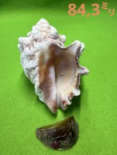 貝殻標本(沖縄の青い海の宝) ヒロクチイガレイシ蓋付 特大 - メルカリ