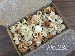 ドライフラワー❇️ベルガムナッツ❣️木の実 木の実❣️ベルガムナッツ❇️ドライフラワー 木の実