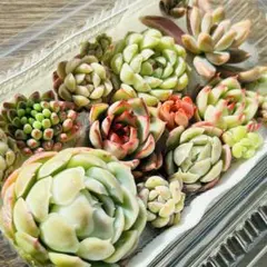 NEW❗️ 【レア種】花火入り　多肉植物詰め合わせ　多肉植物カット　多肉弁当❣️