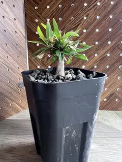 フォークイエリア プルプシー 国内実生 コーデックス 塊根植物 - メルカリ