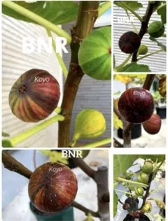 2026年最新】BORD negraの人気アイテム - メルカリ
