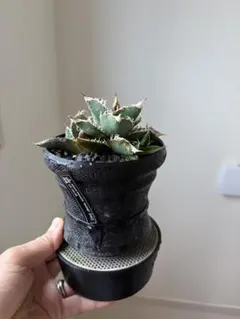 アガベ オテロイ実生株 植木鉢セット 黒波4号鉢 | Mercari
