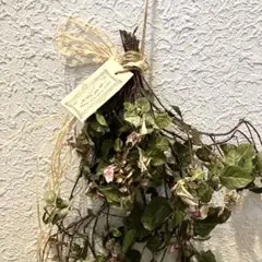 ハツユキカズラドライフラワーナチュラルリーフ 可愛らしいタグ付き