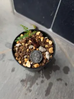 オペルクリカリア　パキプス　４株セット　根挿し株【匿名配送】 ザ・ファームセレクト]オペルクリカリア：パキプス 4号24-01（根