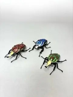 標本】サザナミマラガシーハナムグリ - メルカリ