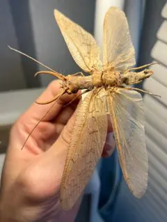 2026年最新】蜘蛛 標本の人気アイテム - メルカリ