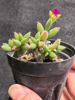 多肉植物　ドロサンテマム　エブルネウム　抜き苗　1株　5cm鉢