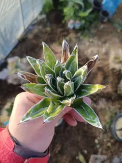 アガベ 姫笹の雪 白外斑入り 極上株 濃白頭 - メルカリ