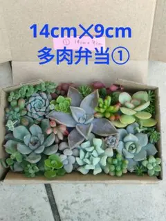 ①14cm✕9cm 多肉弁当【カット苗 詰め合わせ】 匿名配送