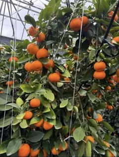 Haru様専用 ハウスみかん