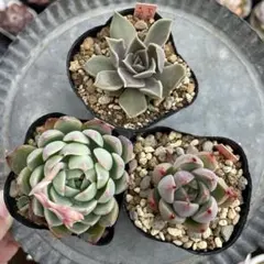 雪りん週末～発送様 リクエスト 2点 まとめ商品