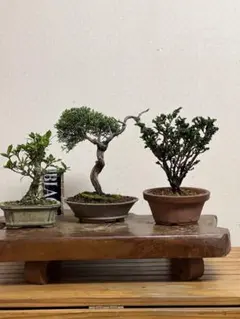 2026年最新】植木鋏、梅善の人気アイテム - メルカリ