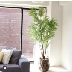 メラレウカ・レボリューションゴールド 8号鉢 (100cm) calm cafe