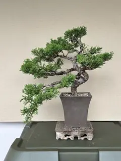 B*s様 J*N様 真柏（イブキ）の 捻転幹 盆栽 B*s様 J*N様 真柏（イブキ）の 捻転幹 盆栽
