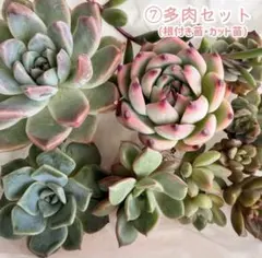 ⑦多肉セット　根付き苗・カット苗　多肉植物