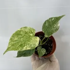 Q529 Monstera Green Snow モンステラ グリーンスノーのサムネイル