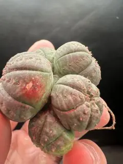 リルーシェ様 リクエスト 3点 まとめ商品