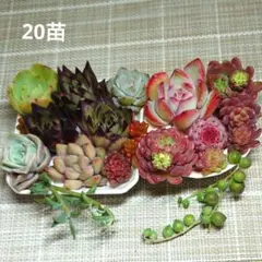 多肉20苗セット　レア品種　エケベリア　韓国苗　寄植えセット