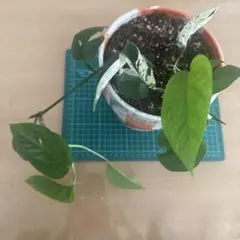 セロニー様 リクエスト 2点 まとめ商品