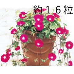 みーやん様 リクエスト 2点 まとめ商品