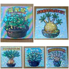 【チタノタ3種セット】ハデス　黒犀牛　包心龍　鉢ごとメルカリ便発送 チタノタ3種セット】ハデス 黒犀牛 包心龍 鉢ごとメルカリ便発送