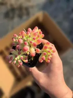 Top【選抜株】多肉植物　361681アガボイデス　12個　鉢無し/脱土 Top【選抜株】多肉植物 361681アガボイデス 12個 鉢無し/脱土 - メルカリ