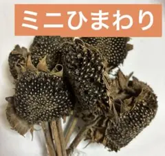 ミニひまわりのドライフラワー