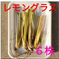 レモングラスの苗3本とオマケ(乾燥レモングラス )農薬不使用 - メルカリ