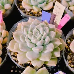 mero様 リクエスト 2点 まとめ商品