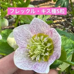 KIKI様 リクエスト 2点 まとめ商品