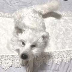 アートドール ぬいぐるみ 狼 犬 幻獣 - メルカリ