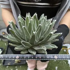 H*0様 【龍門】アガベ ダルマ笹の雪 濃白株 極上株 包葉 球形株 - メルカリ