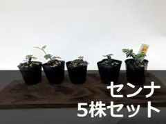 A153 センナ メリディオナリス 5株セットのサムネイル