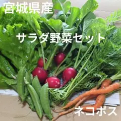 宮城県産 野菜セット サラダセット 野菜詰め合わせ