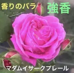 発根済みバラ苗　マダムイサークプレール　挿し木苗　チビ苗1本＋おまけ１本のサムネイル