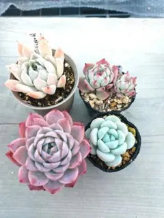 hikaru様 リクエスト 2点 まとめ商品