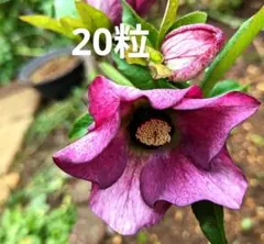 クリスマスローズ だね 八重咲 - メルカリ