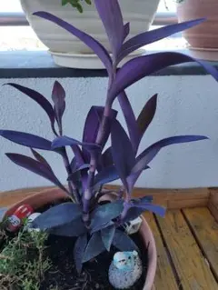 chankomachi様 リクエスト 2点 まとめ商品