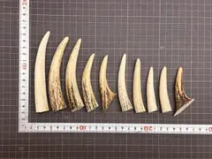 鹿の角 ✴︎1✴︎ 約15cm 細四つ割り 6本 犬のおもちゃ 鹿 - メルカリ
