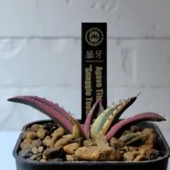 2026年最新】スナグルトゥースの人気アイテム - メルカリ