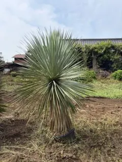 超特大】トックリラン 大株 幹太 直接取引限定 現物 - メルカリ