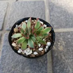 ayatomo様 リクエスト 2点 まとめ商品