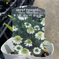エキナセア デリシャスヌガー　＊同梱推奨商品のサムネイル