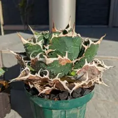 2026年最新】アガベ大株の人気アイテム - メルカリ