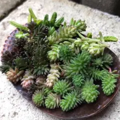 セダム４種カット苗　多肉植物寄せ植え　詰め合わせ　弁当セット　挿し芽　初心者向き