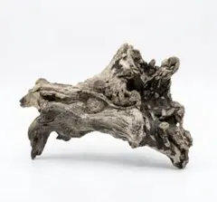 小さな流木_No.1