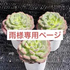 多肉植物　エケベリア　販売会　雨様　専用ページ 速達付き